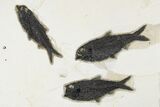 Fossil Fish (Knightia) Plate - Green River Formation #179309-1